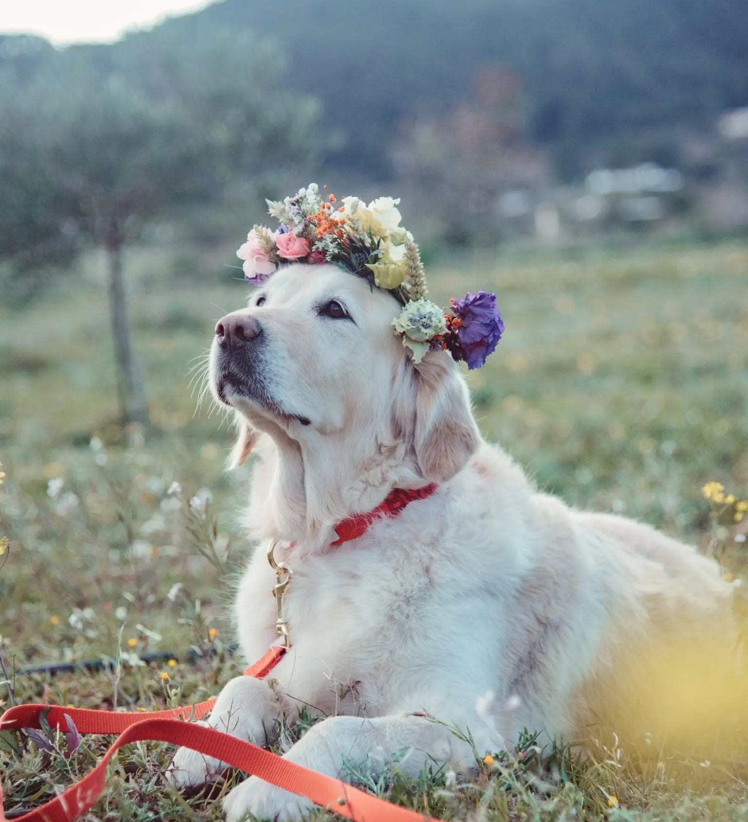 Top 5 Honden Airbnb’s in Nederland