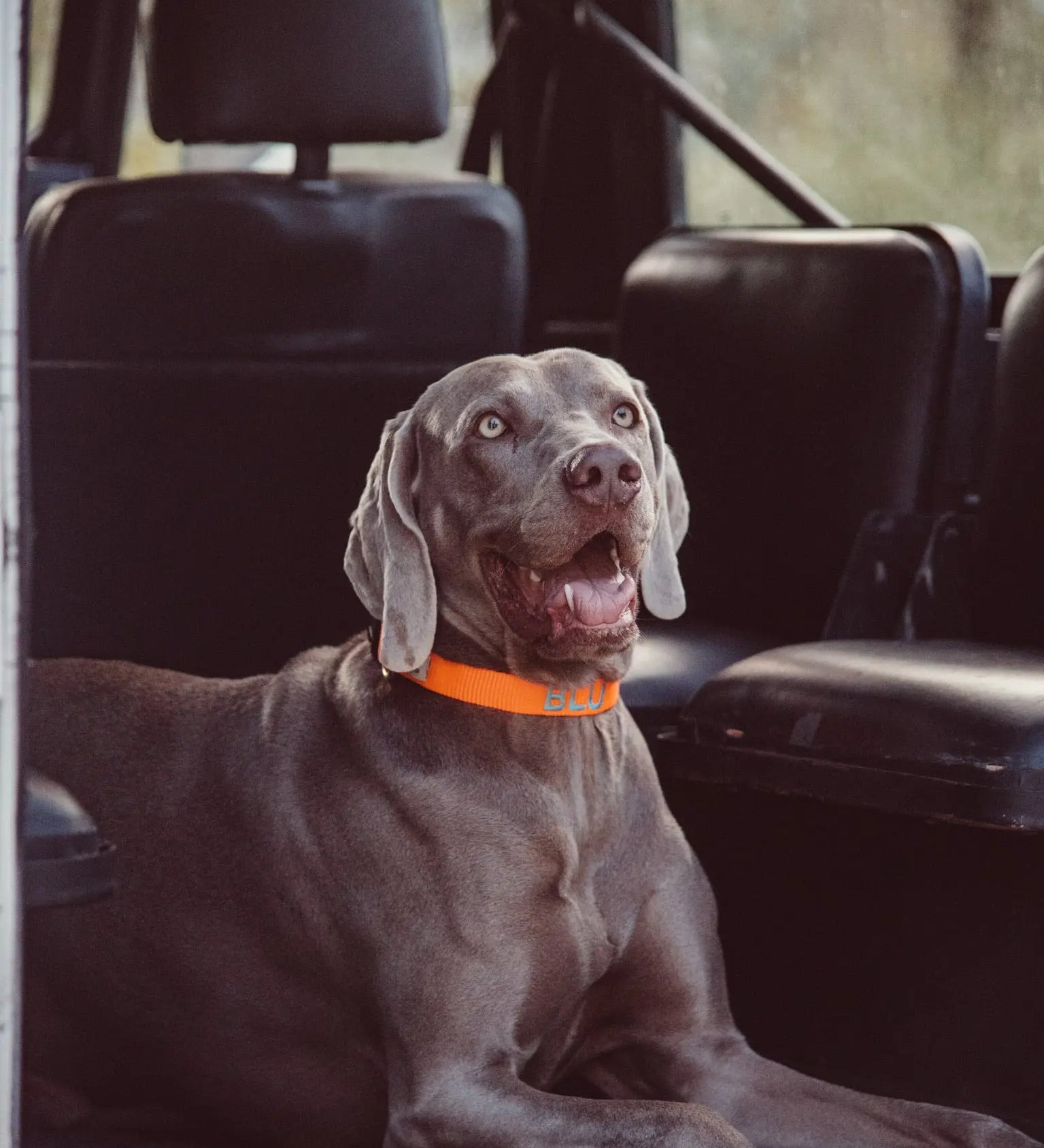 De beste tips voor de ultieme vakantie met jouw hond!