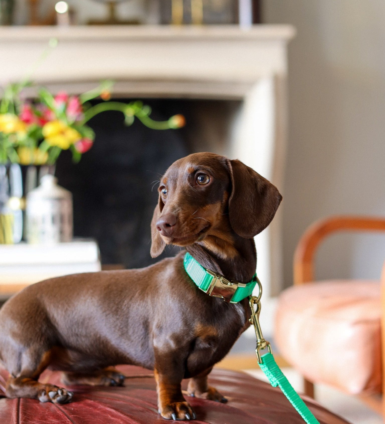 Alles wat je moet weten over pijn en ziekte bij je hond!