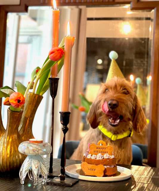 De ultieme honden verjaardag vier je zo!