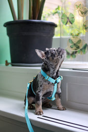 Leash with name Royal Blue