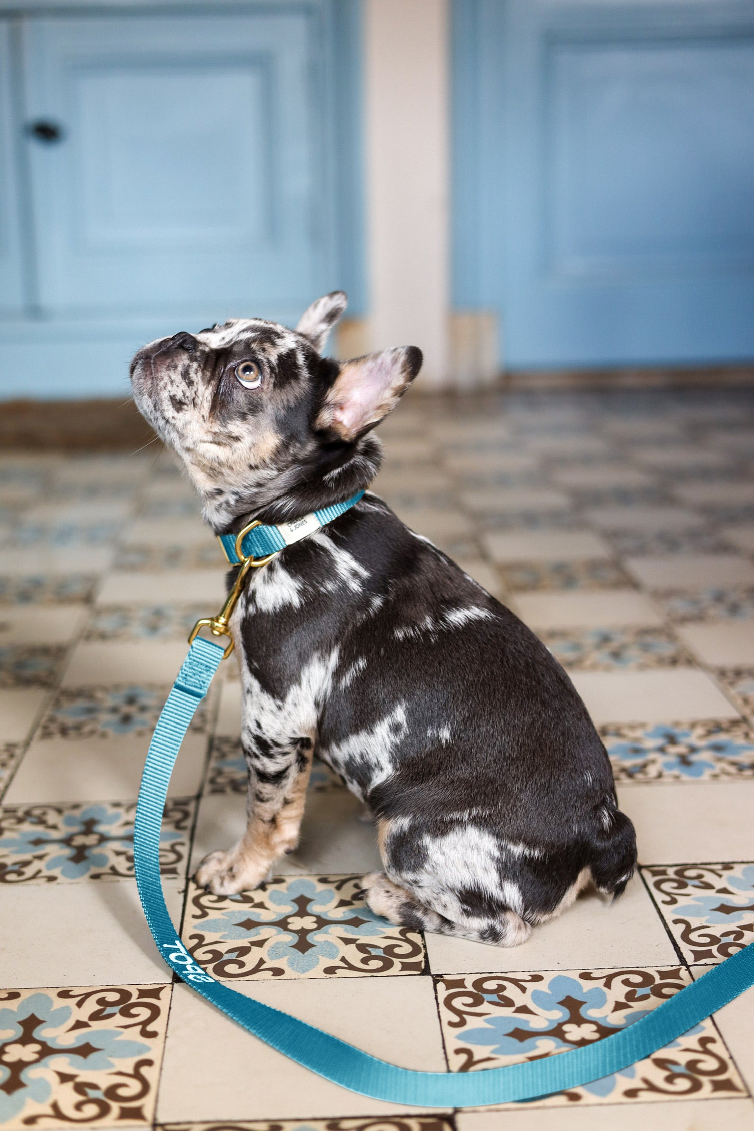 Leash with name Royal Blue