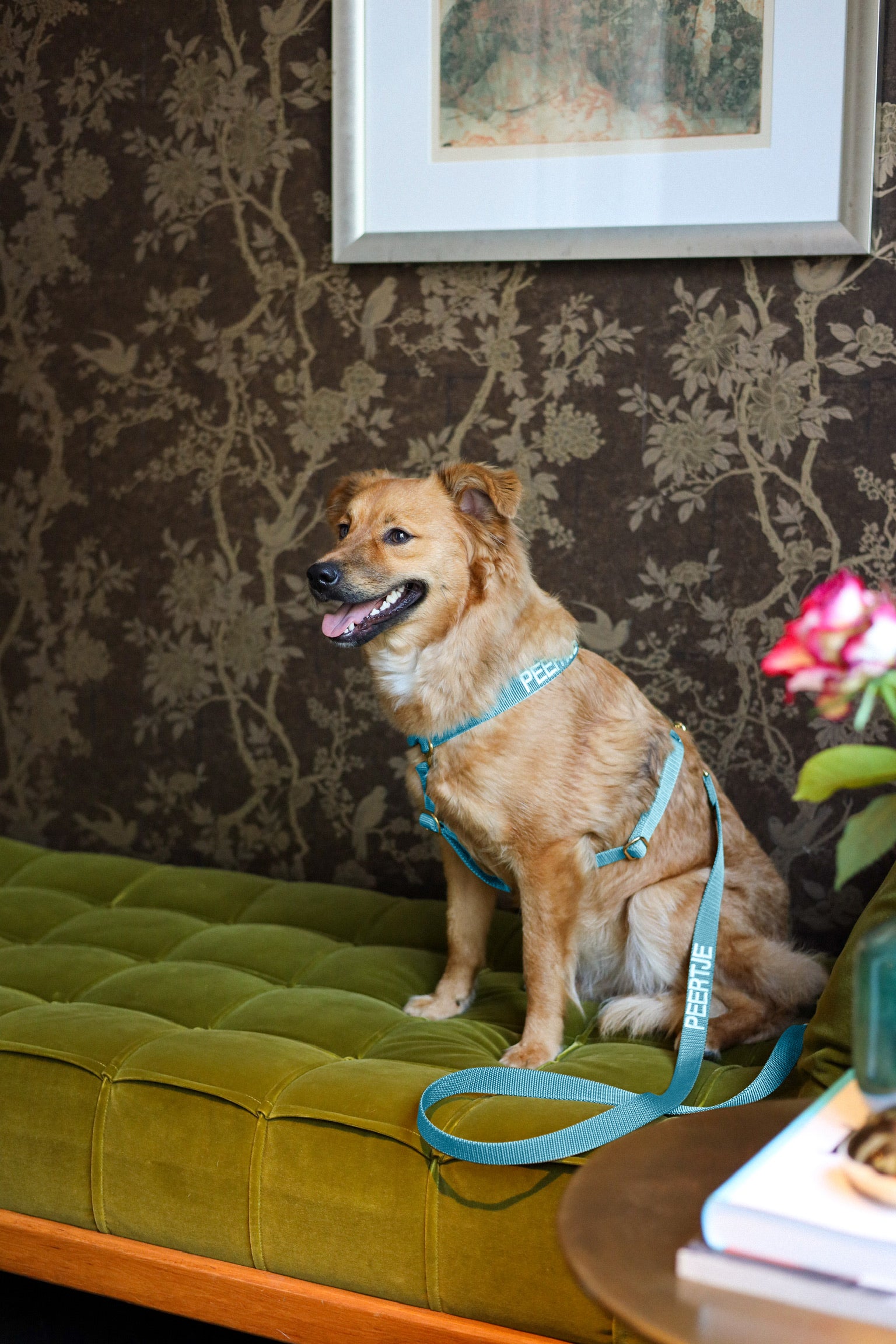 Leash with name Royal Blue