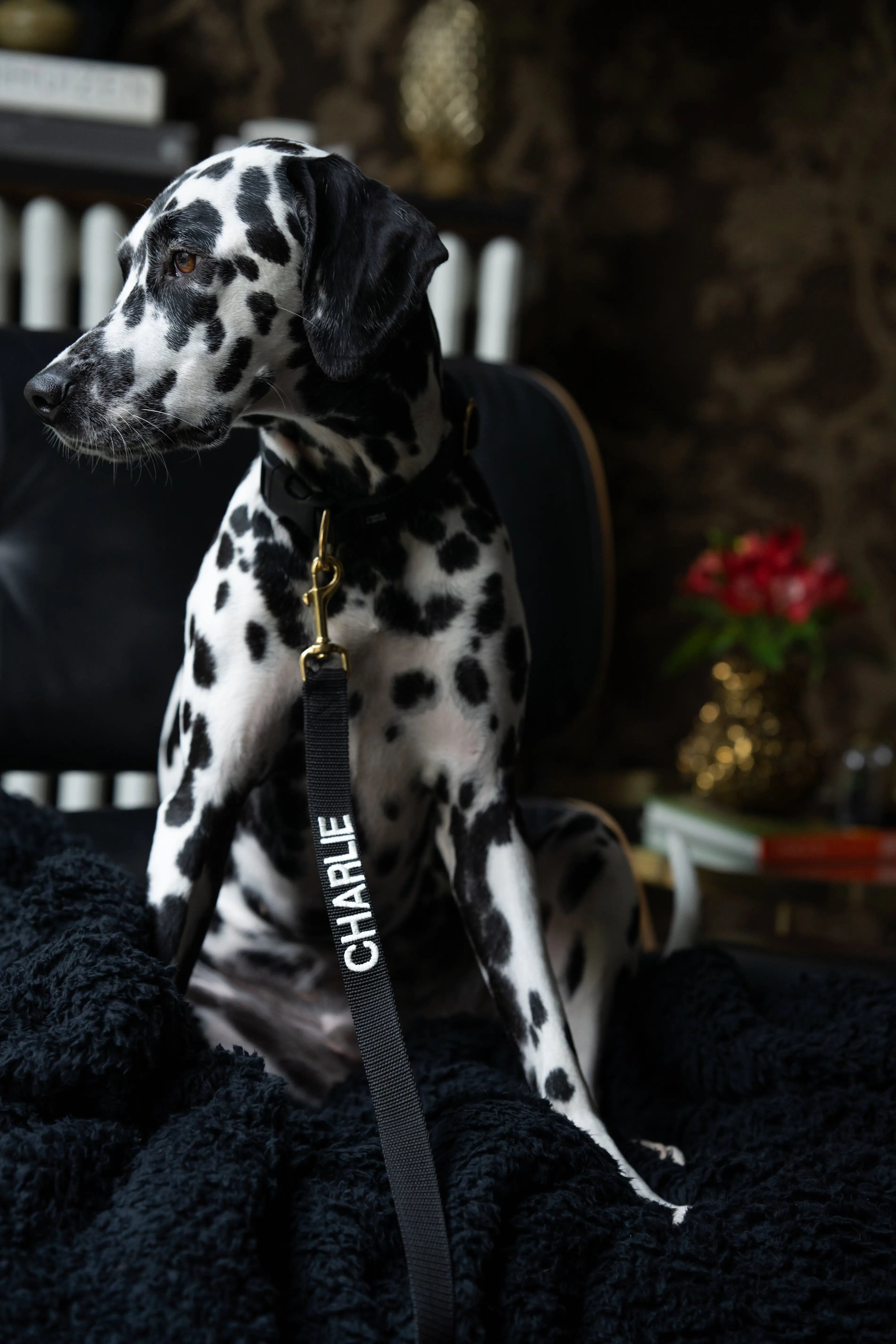 Halsband met naam Black Charliejoness