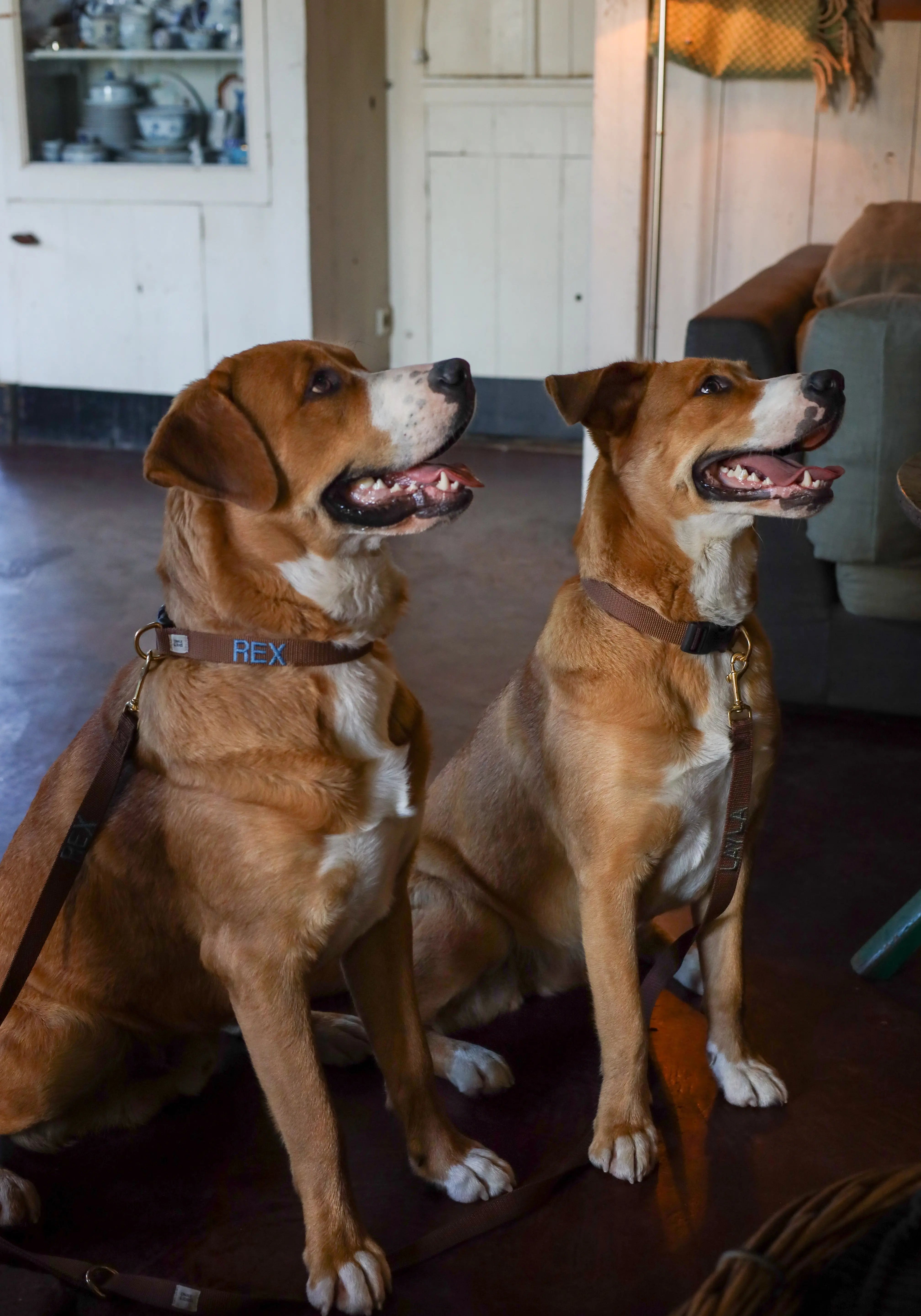 Halsband met naam Brown Charliejoness