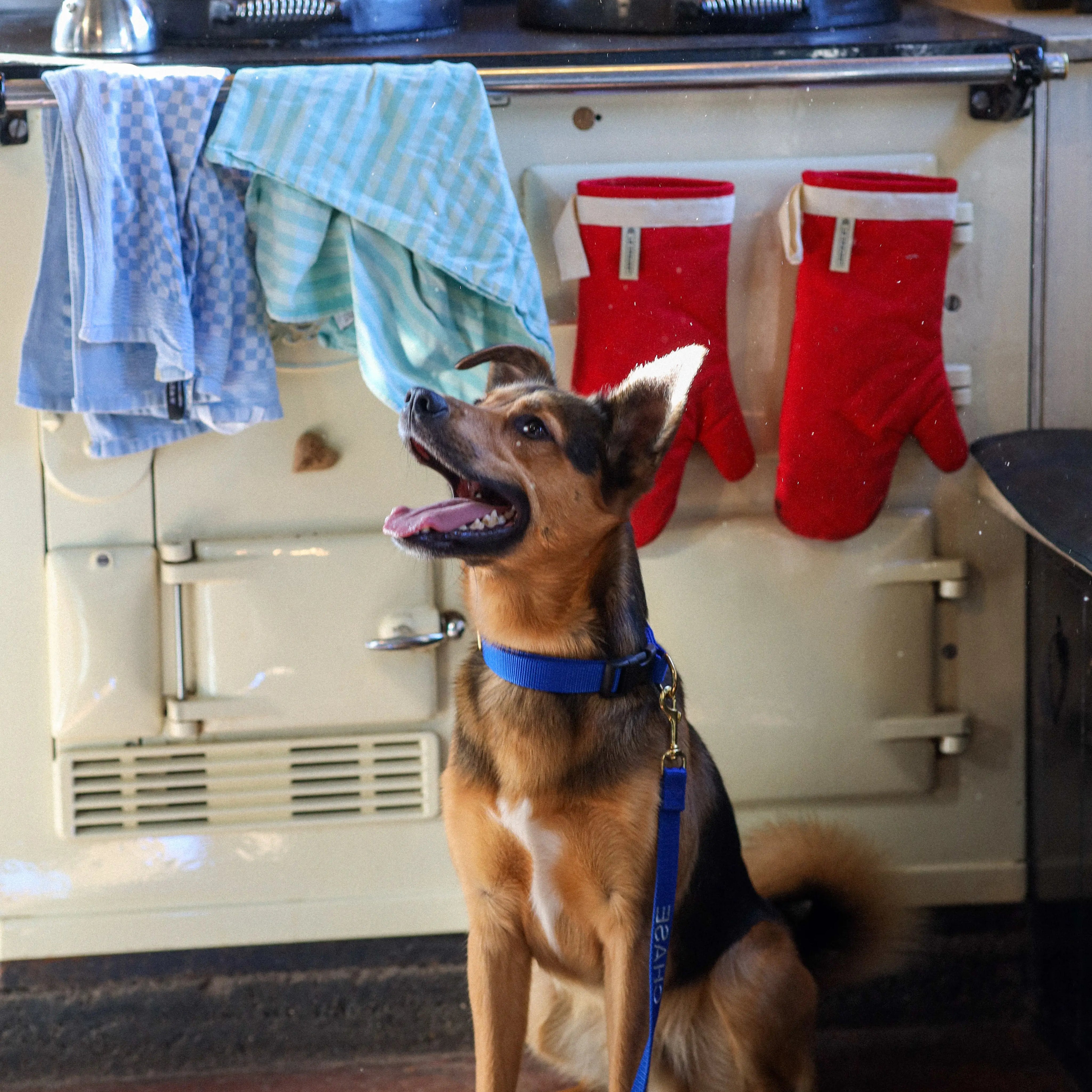 Halsband met naam Royal Blue Charliejoness