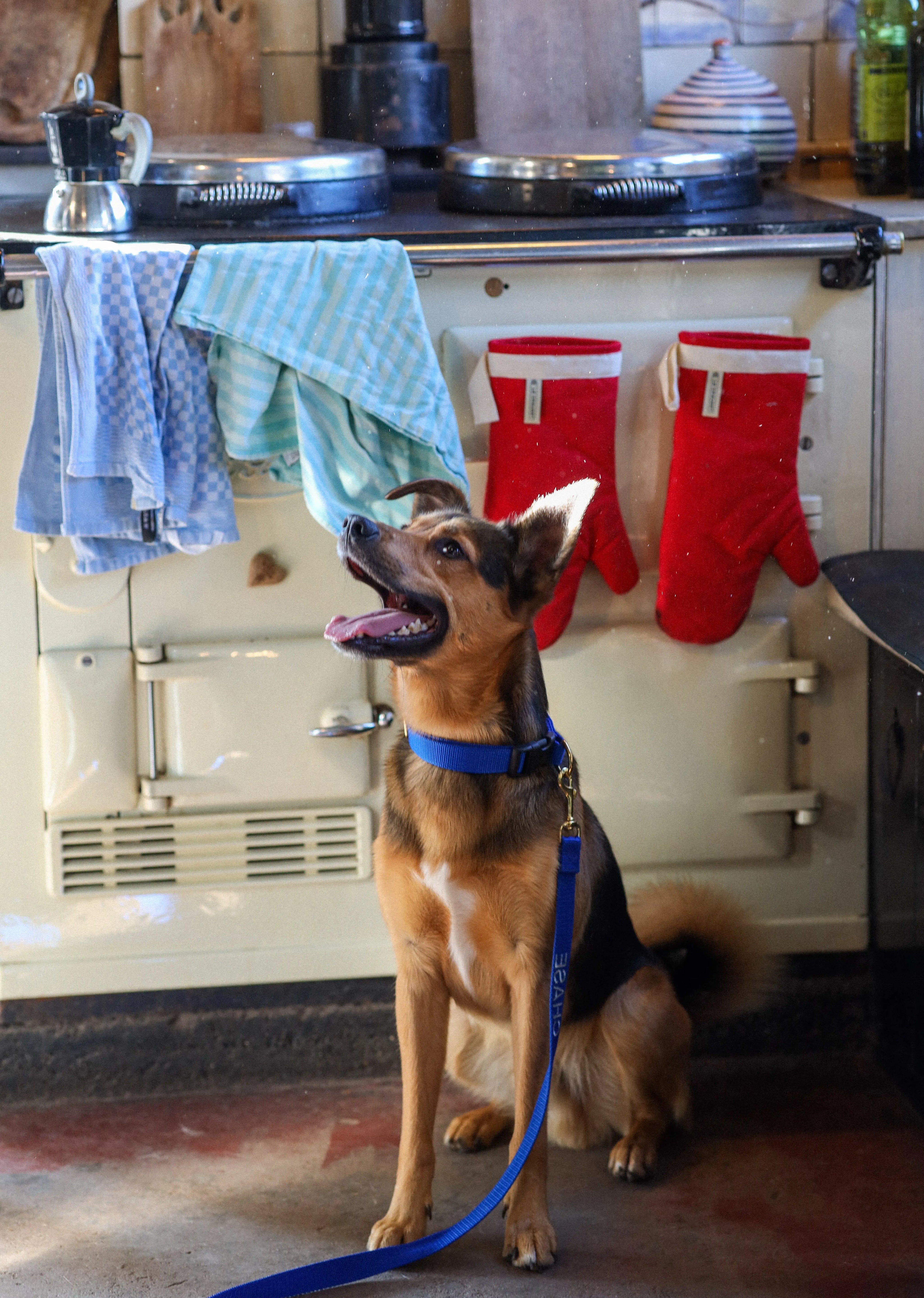 Halsband met naam Royal Blue Charliejoness