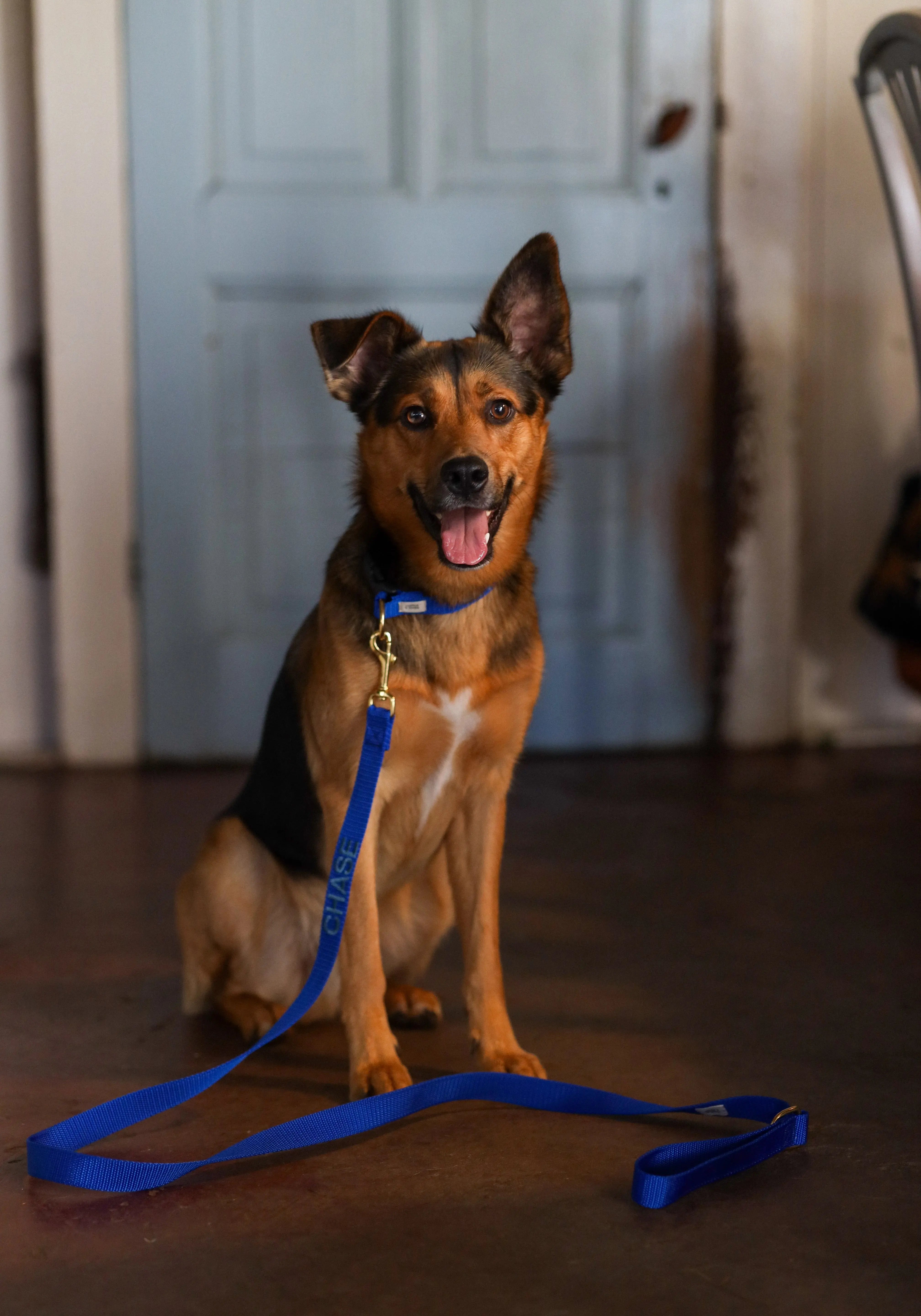 Halsband met naam Royal Blue Charliejoness