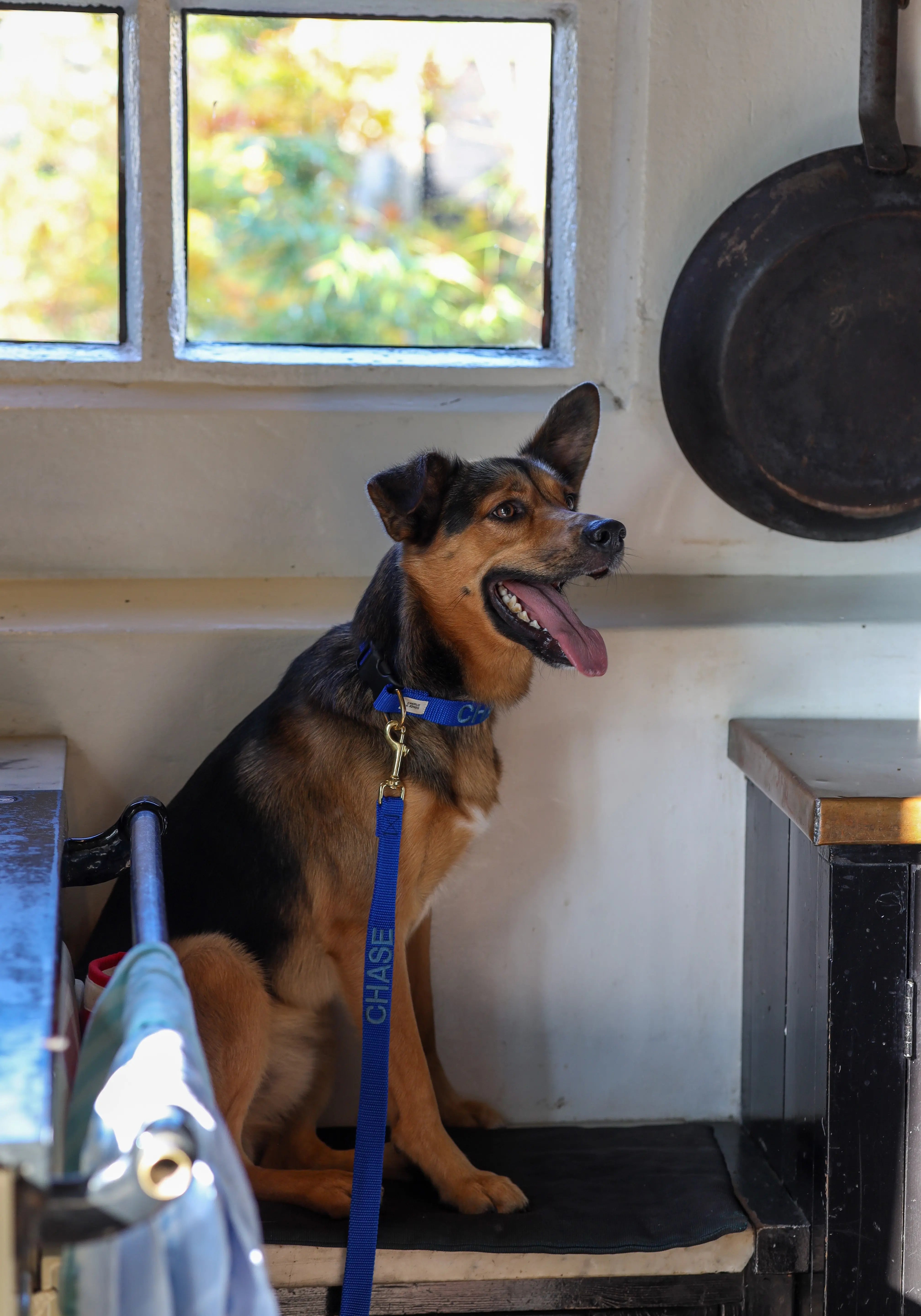 Halsband met naam Royal Blue Charliejoness