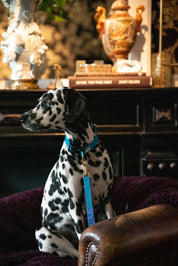 Halsband met naam Teal Charliejoness