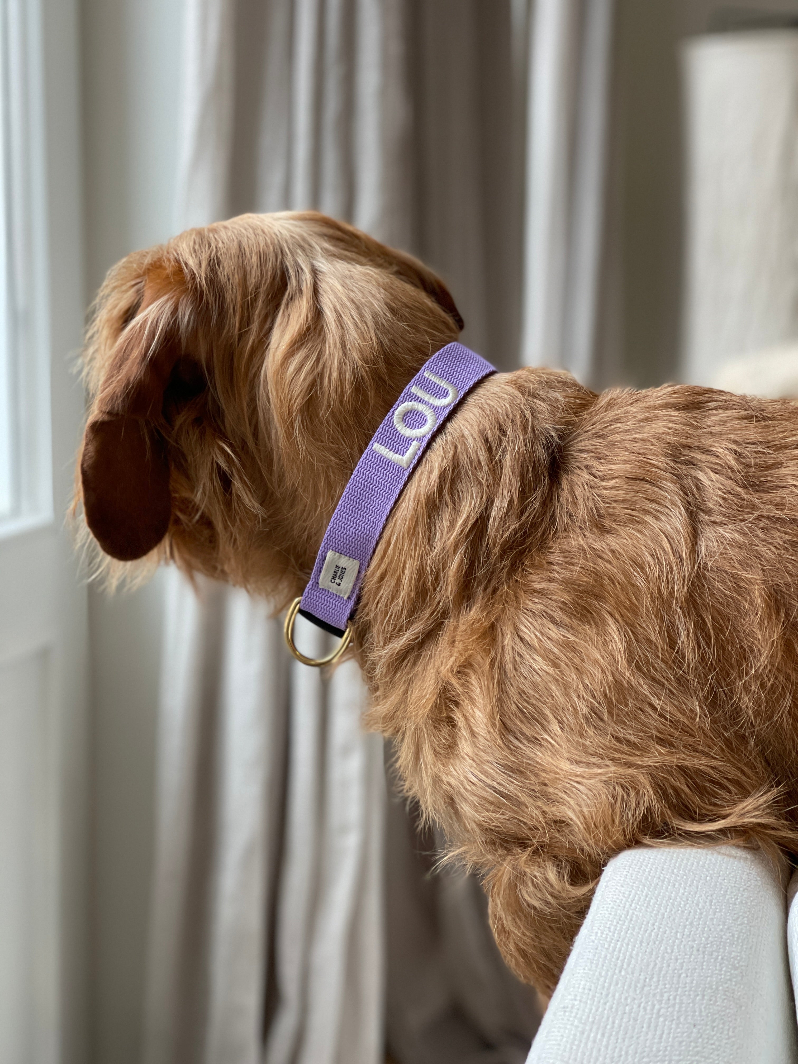 Collar with name Royal Blue