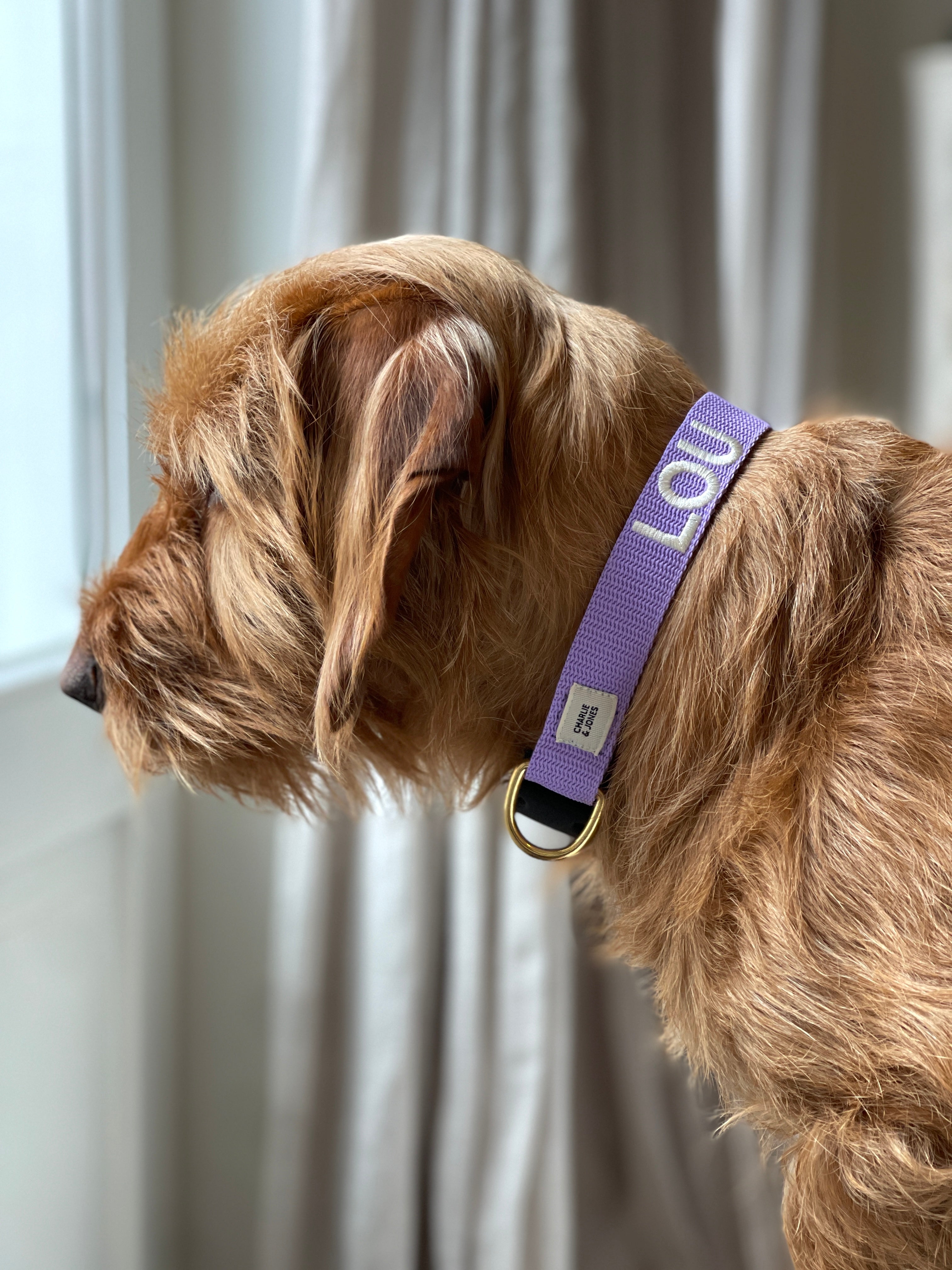 Collar with name Royal Blue