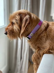 Collar with name Royal Blue