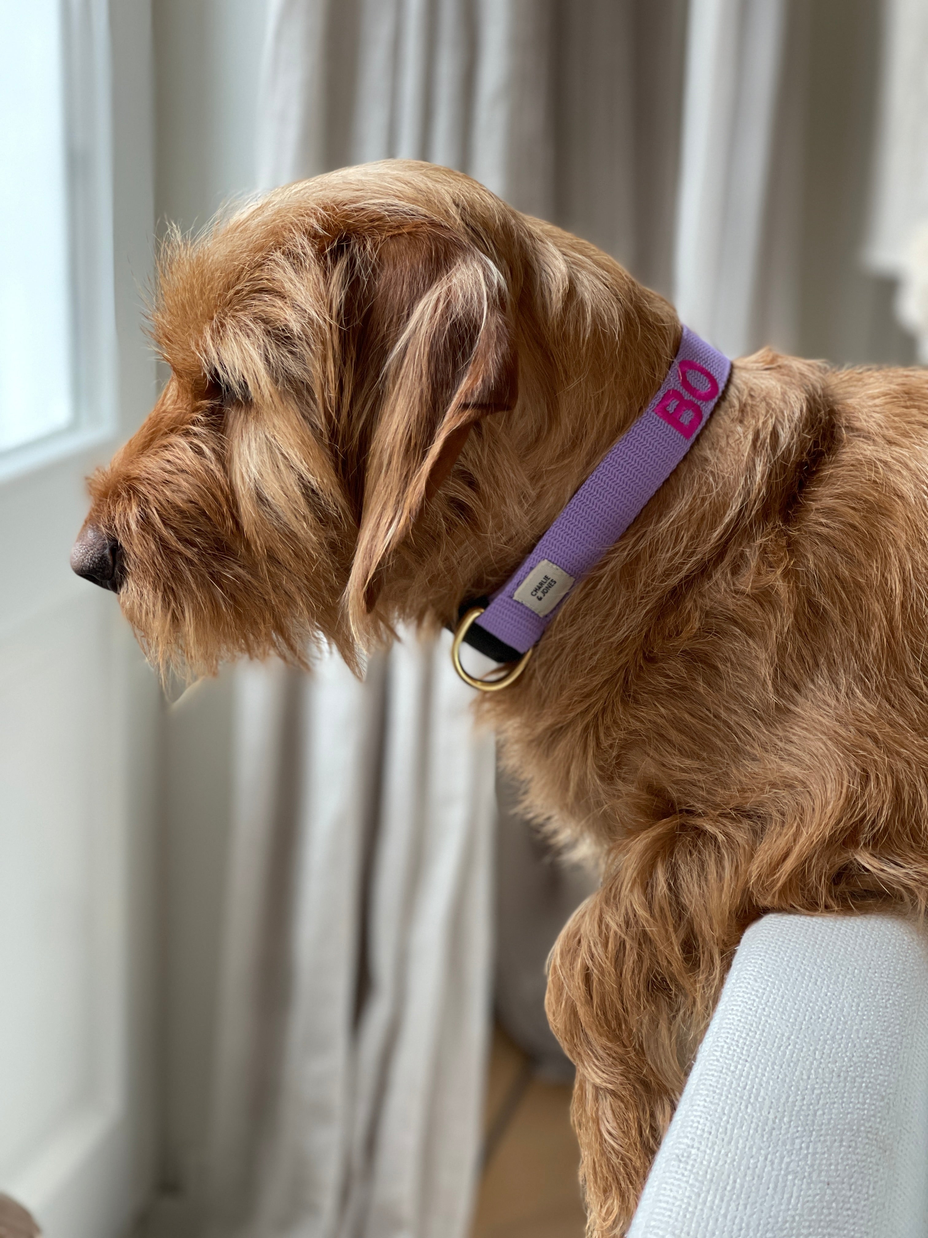 Collar with name Royal Blue