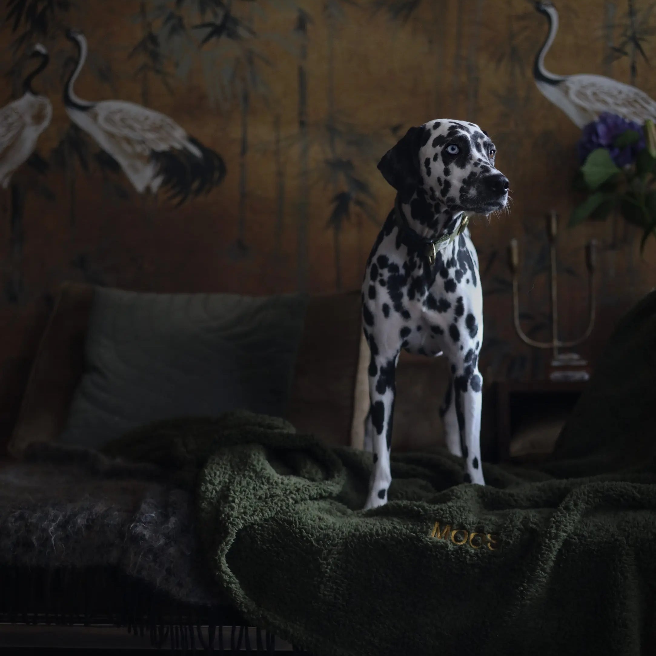 The Teddy Blanket Moss Charliejones