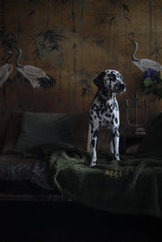 The Teddy Blanket Moss Charliejones