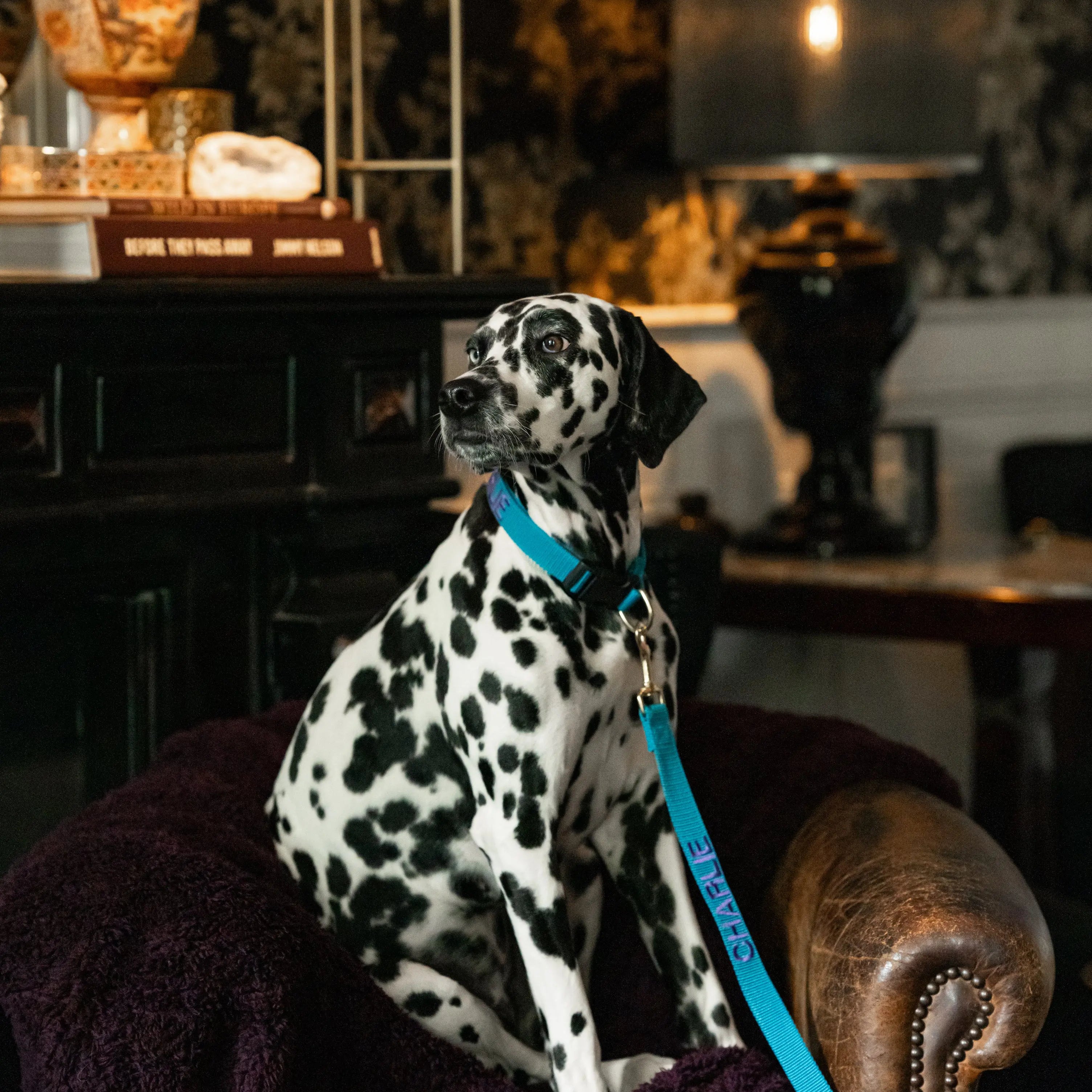 The Teddy Blanket Paars Charliejones