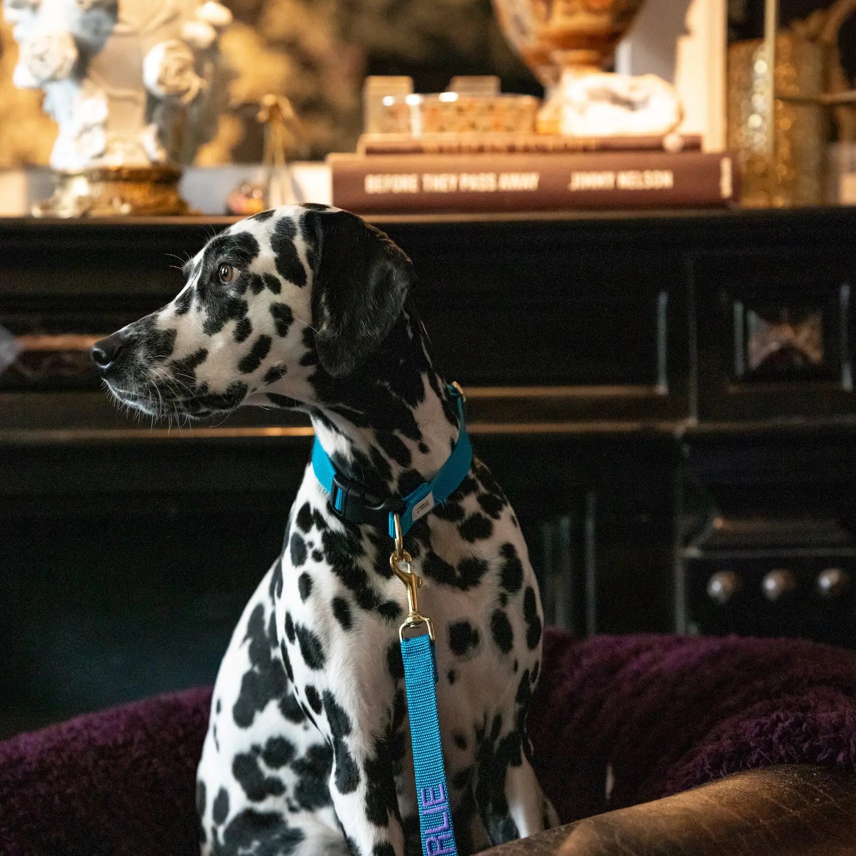 The Teddy Blanket Paars Charliejones