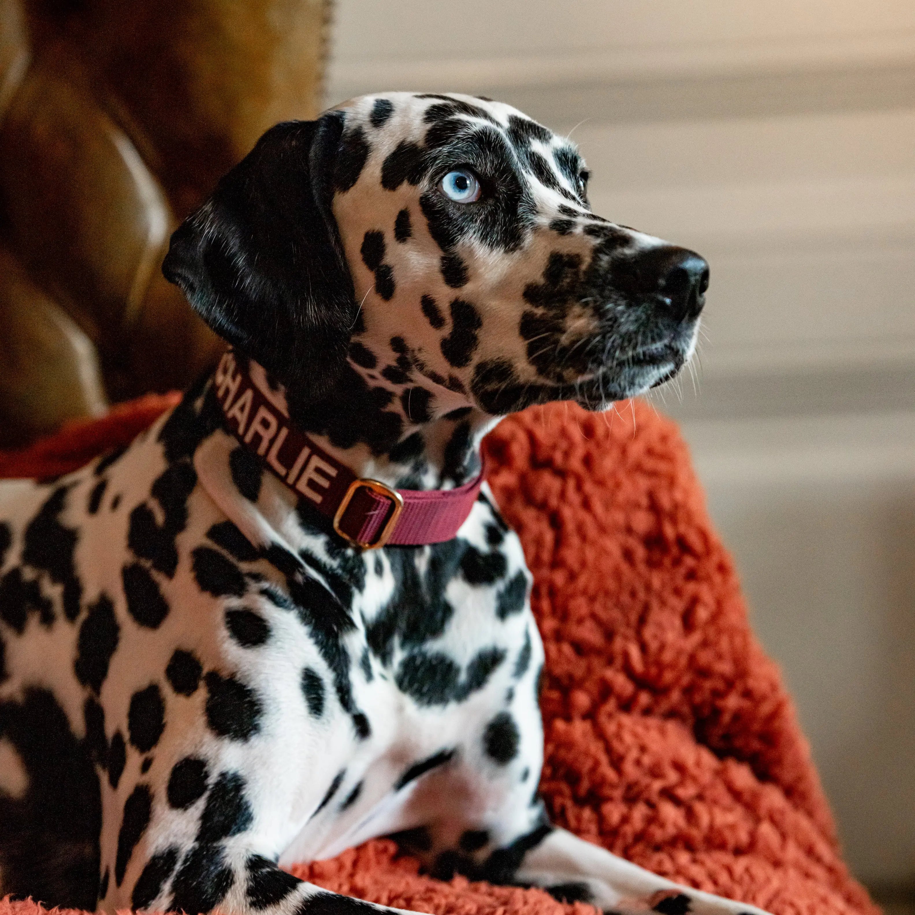 The Teddy Blanket Roest Charliejones