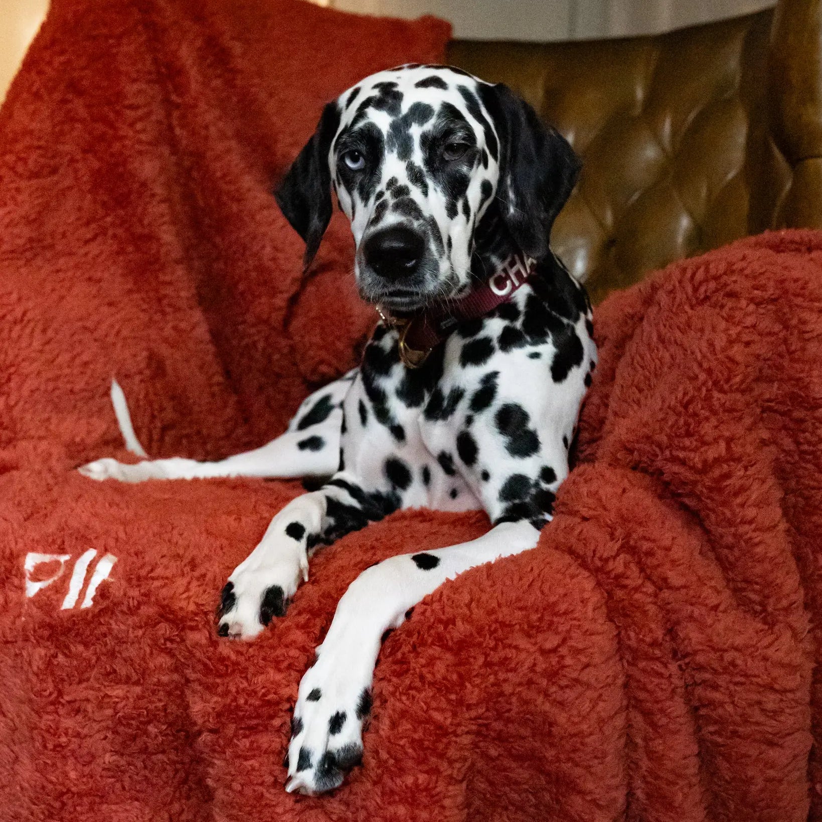 The Teddy Blanket Roest Charliejones