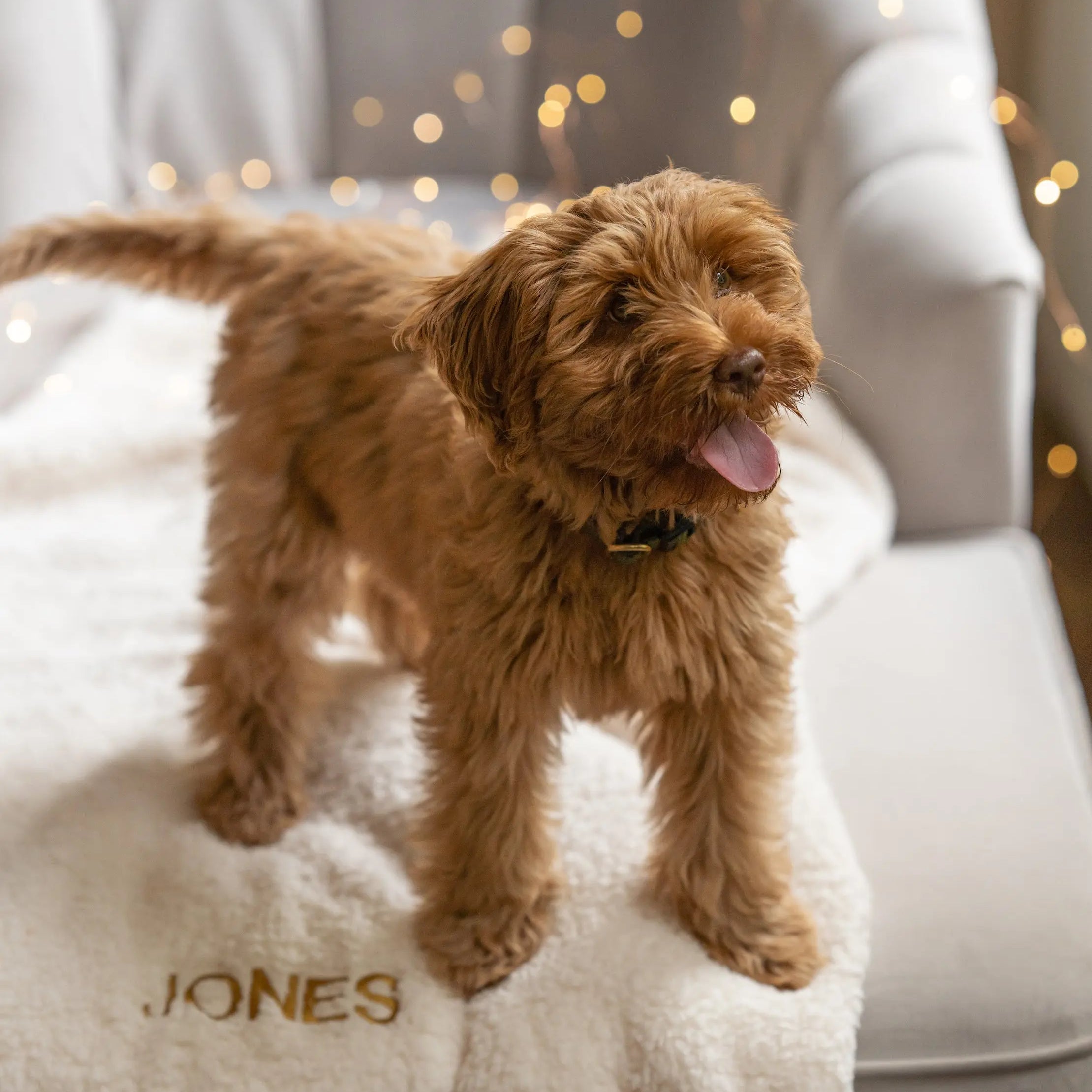 The Teddy Blanket White Charliejones