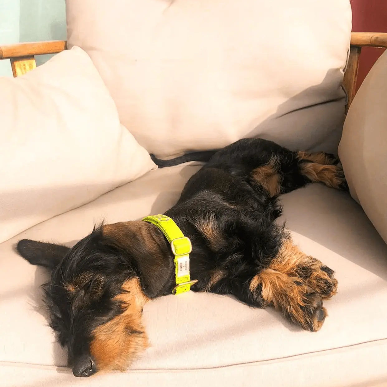 Halsband met naam Citrus Charliejoness