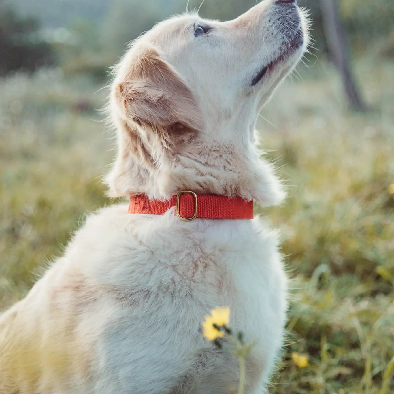 Halsband met naam Ruby Red Charliejoness