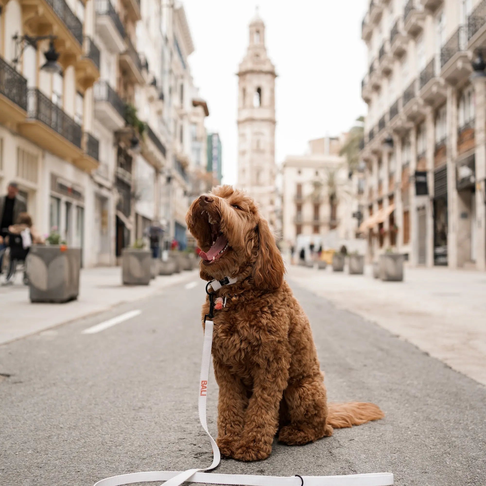 Halsband met naam White Charliejoness