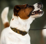 Puppy halsband met naam Olive Charliejoness