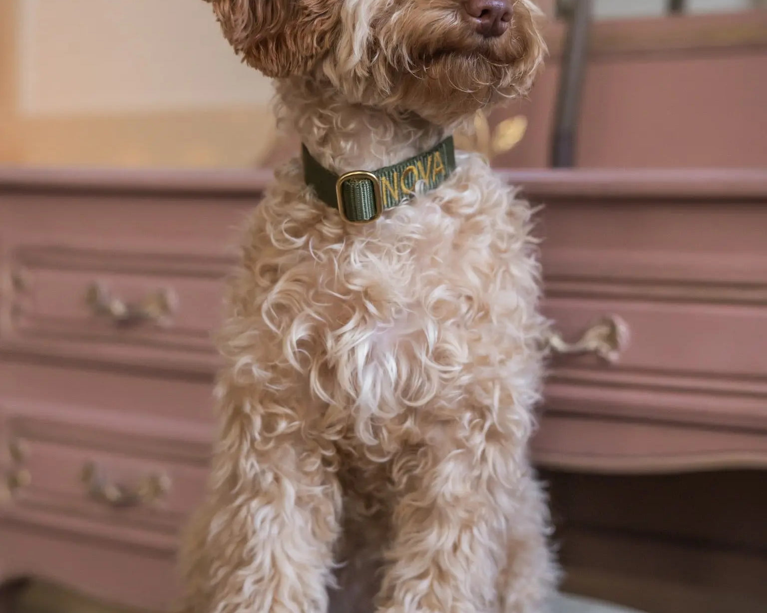 Wat betekent het gedrag van mijn hond?
