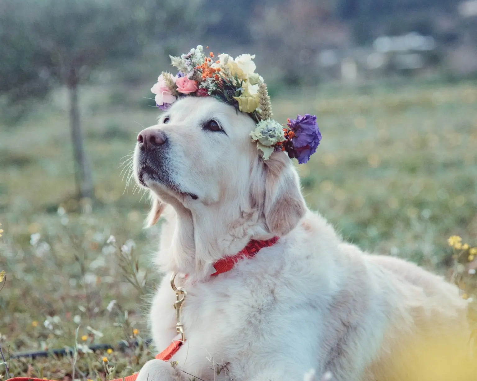 Top 5 Honden Airbnb’s in Nederland