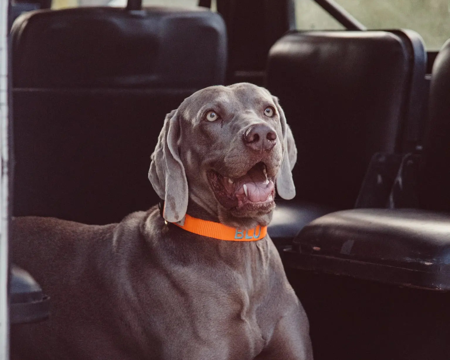 Alles wat je moet weten over de Labrador Retriever!