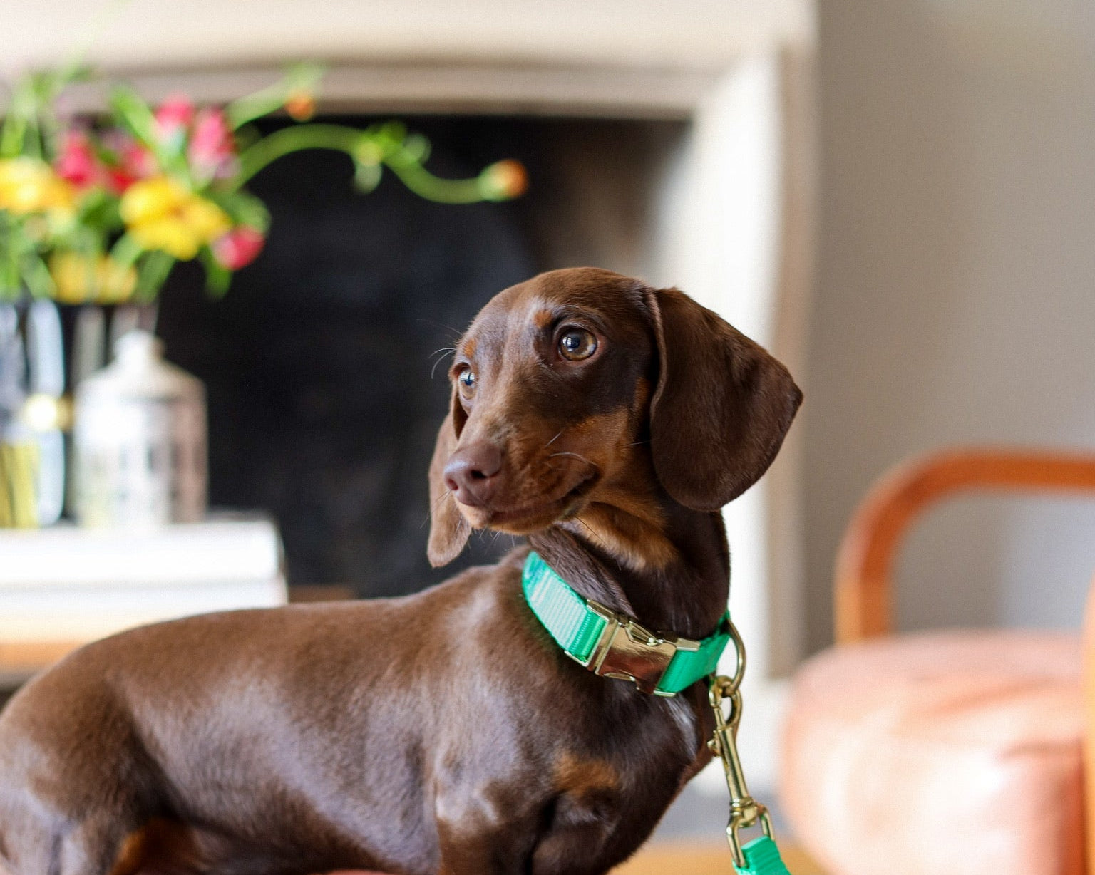 Alles wat je moet weten over pijn en ziekte bij je hond!