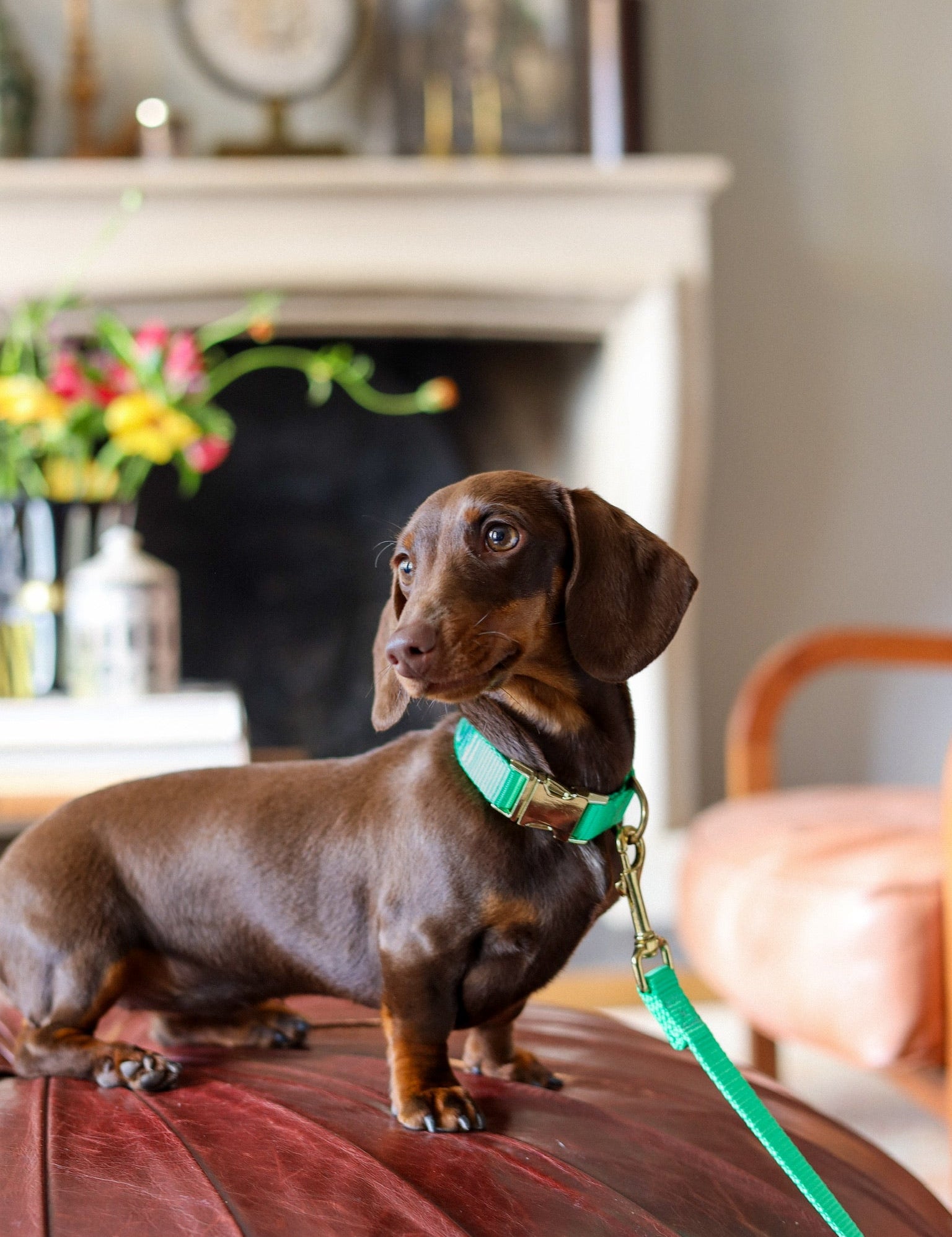 Alles wat je moet weten over pijn en ziekte bij je hond!