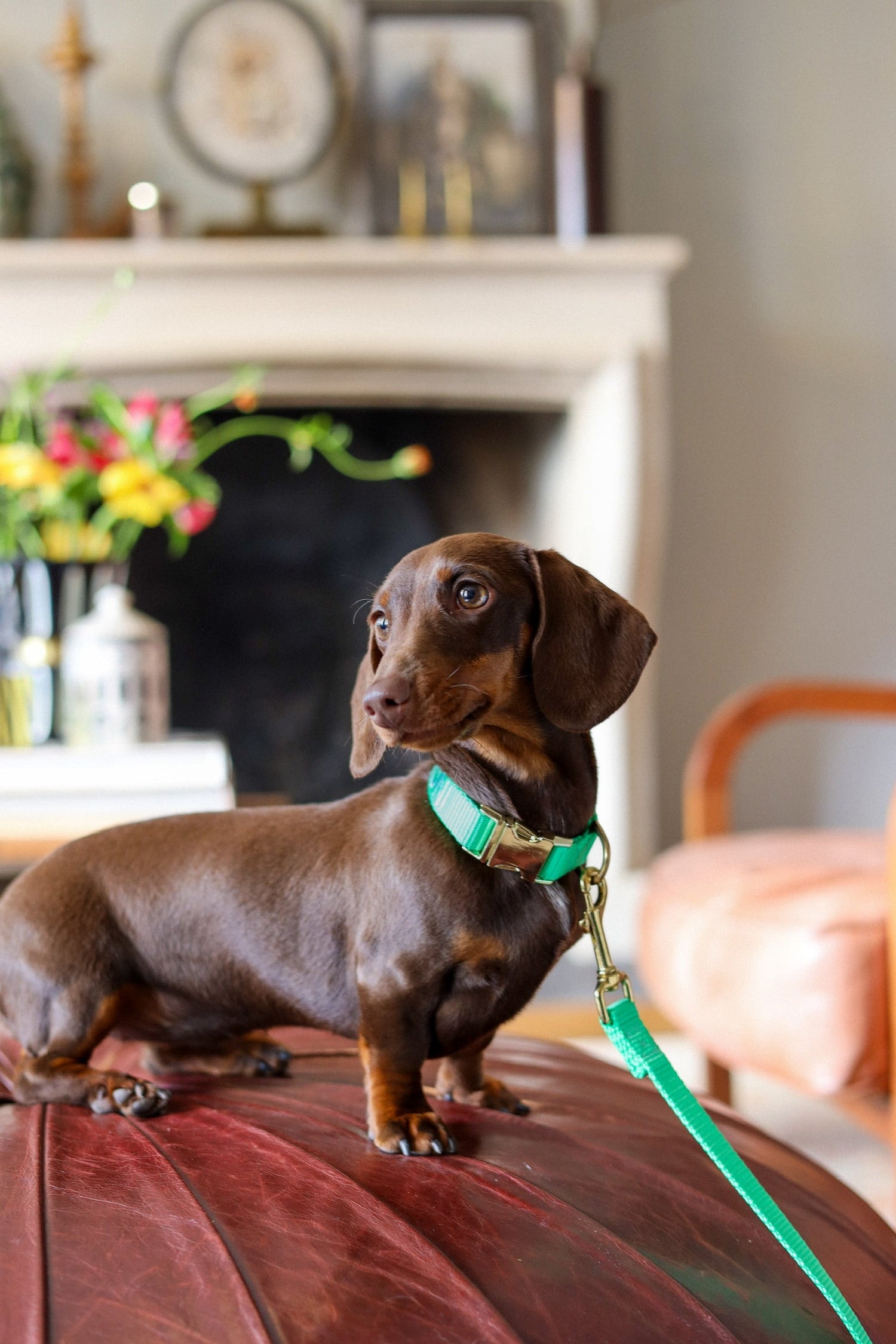 Alles wat je moet weten over pijn en ziekte bij je hond! Charlie & Jones
