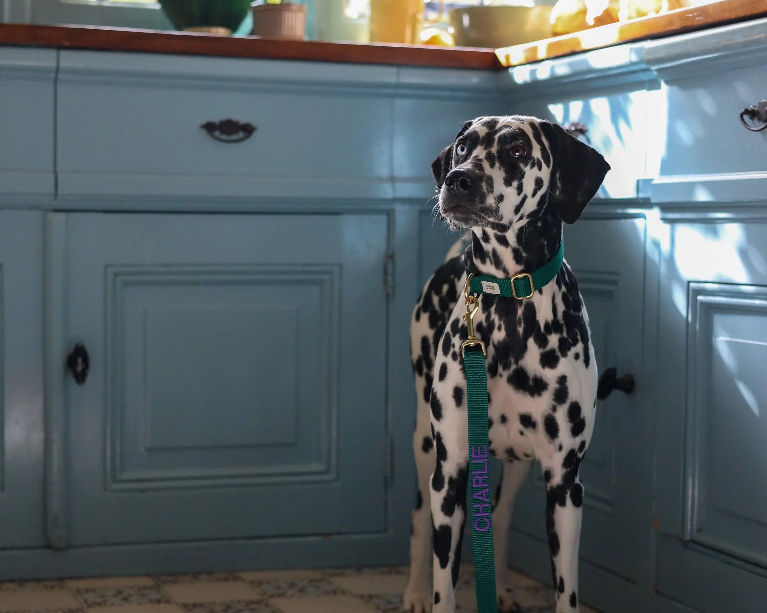 Welke halsband past bij mijn hond?
