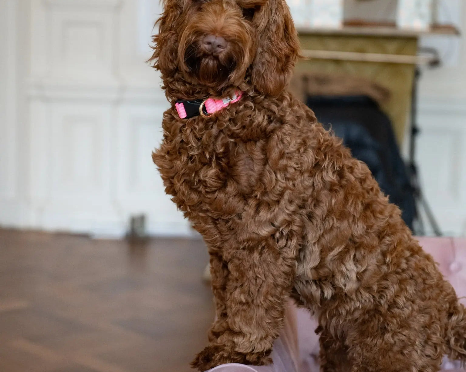 7 tips voor het trainen van jouw puppy