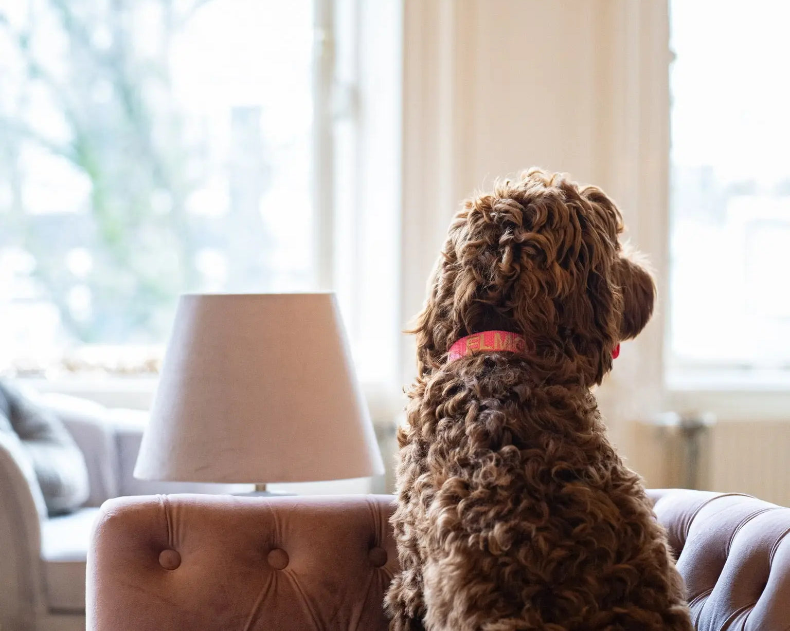 Alles wat jij moet weten over de Labradoodle!
