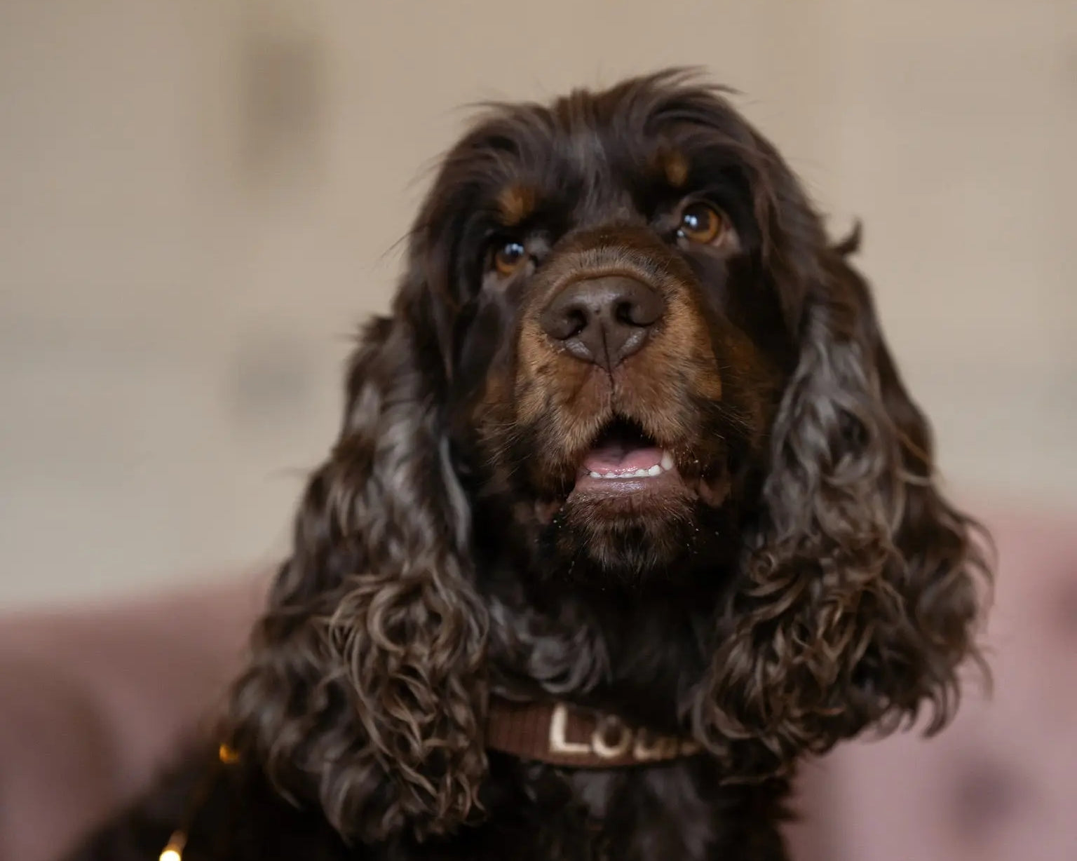 Ontdek de Liefdevolle Wereld van Asielhonden in Nederland