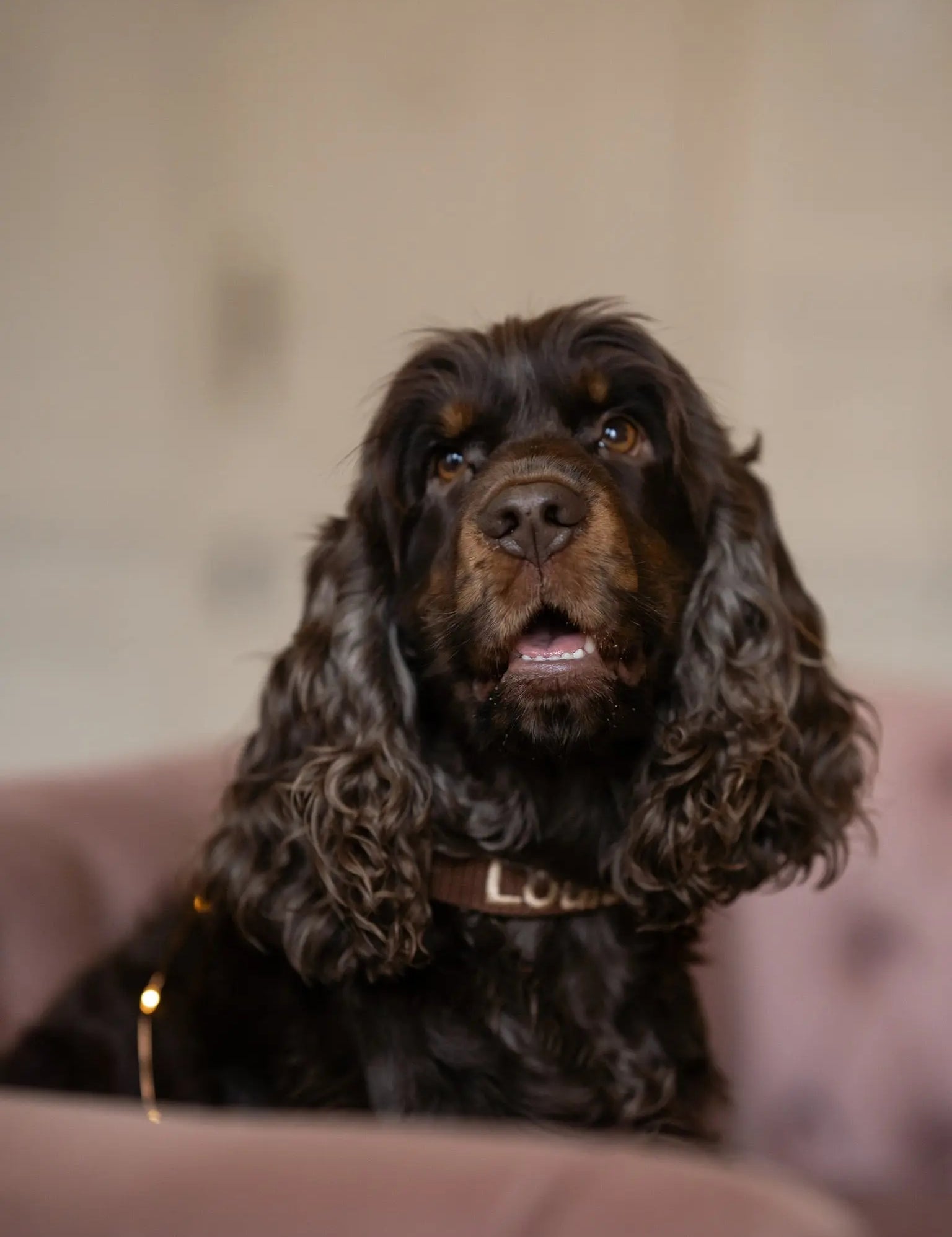 Ontdek de Liefdevolle Wereld van Asielhonden in Nederland