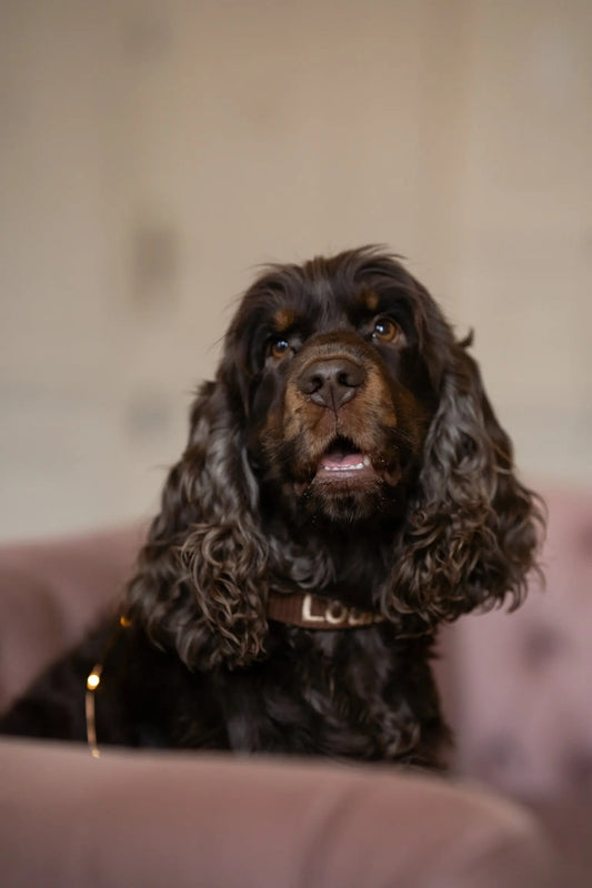 Ontdek de Liefdevolle Wereld van Asielhonden in Nederland