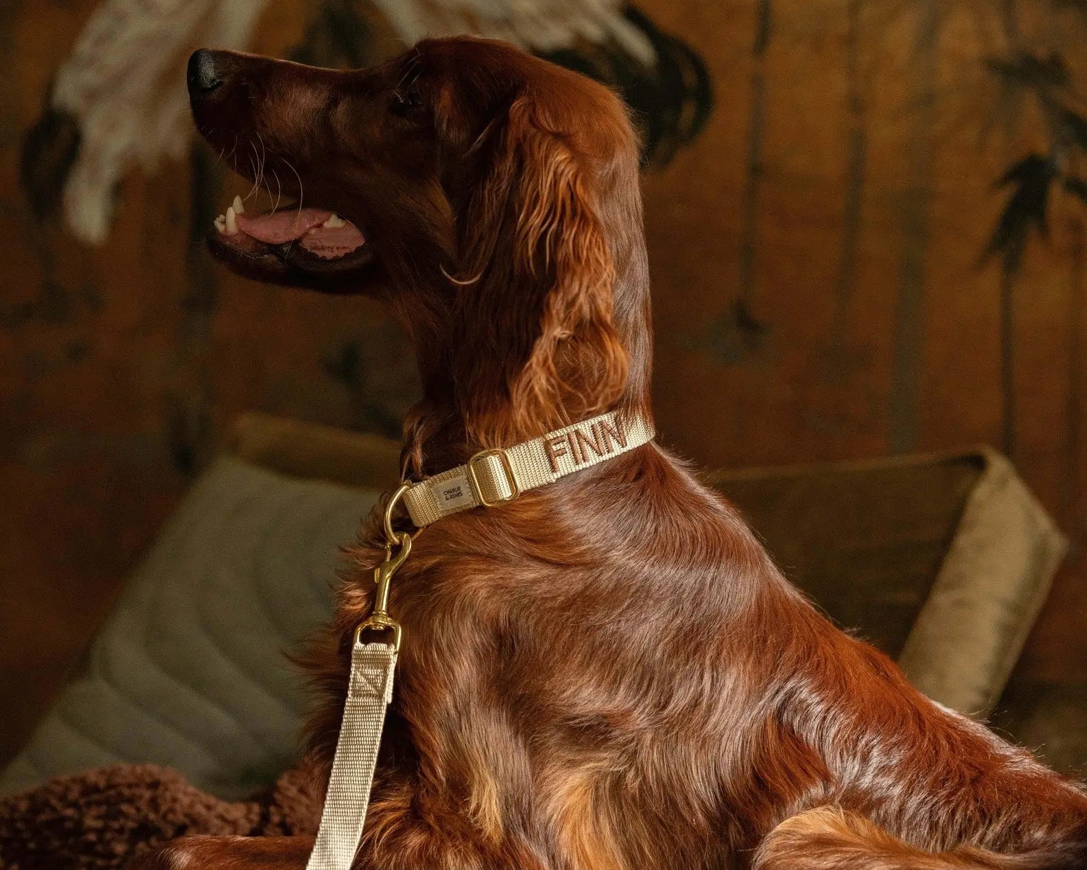 Hoe leer ik mijn hond loslopen?