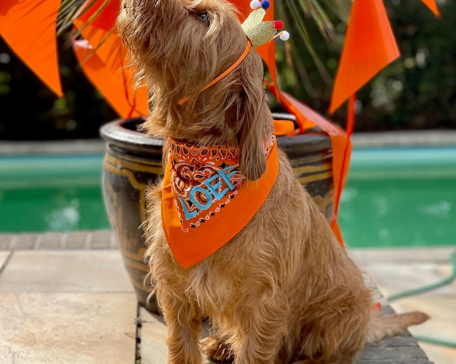 5 Tips om Koningsdag te vieren met je hond!