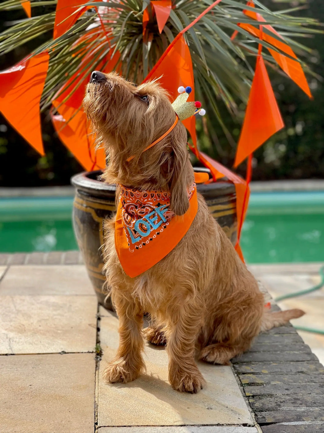 5 Tips om Koningsdag te vieren met je hond!