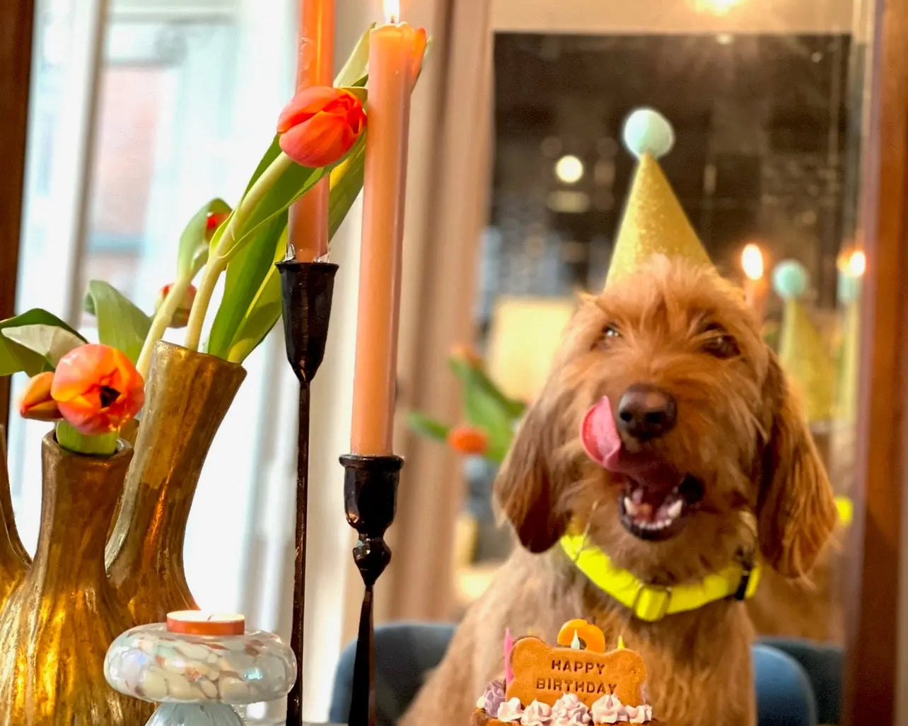 De ultieme honden verjaardag vier je zo!