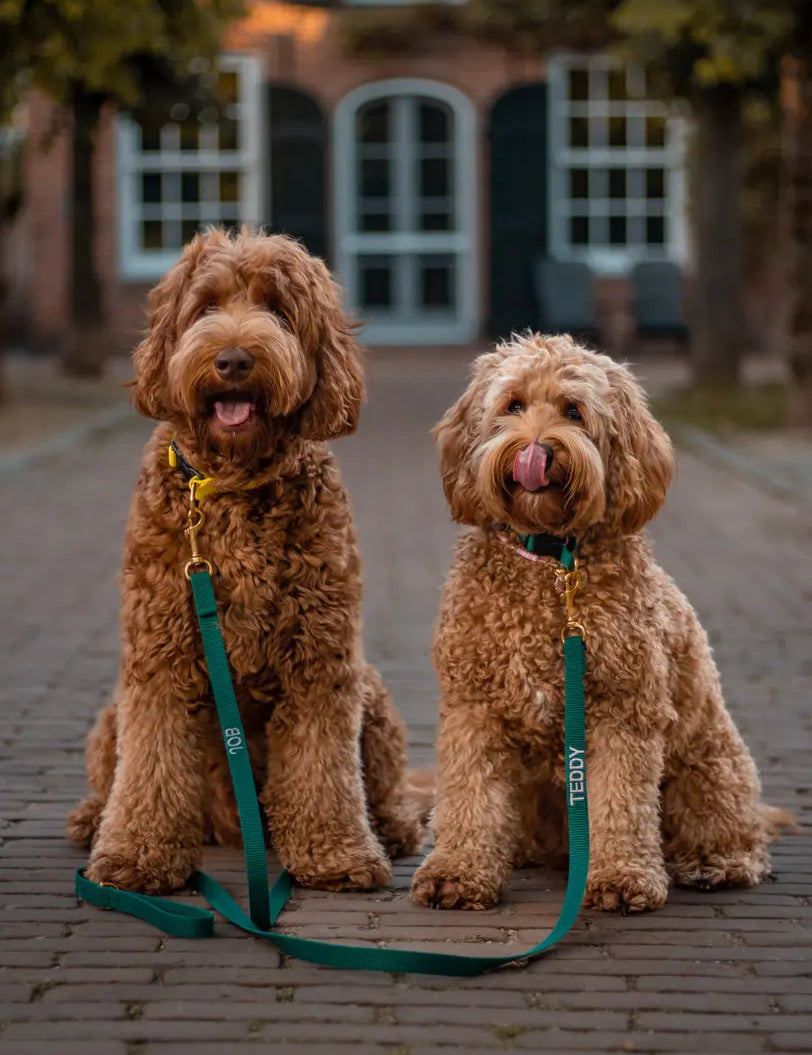Leukste wandelroutes met je hond