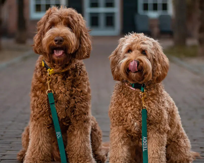 Leukste wandelroutes met je hond