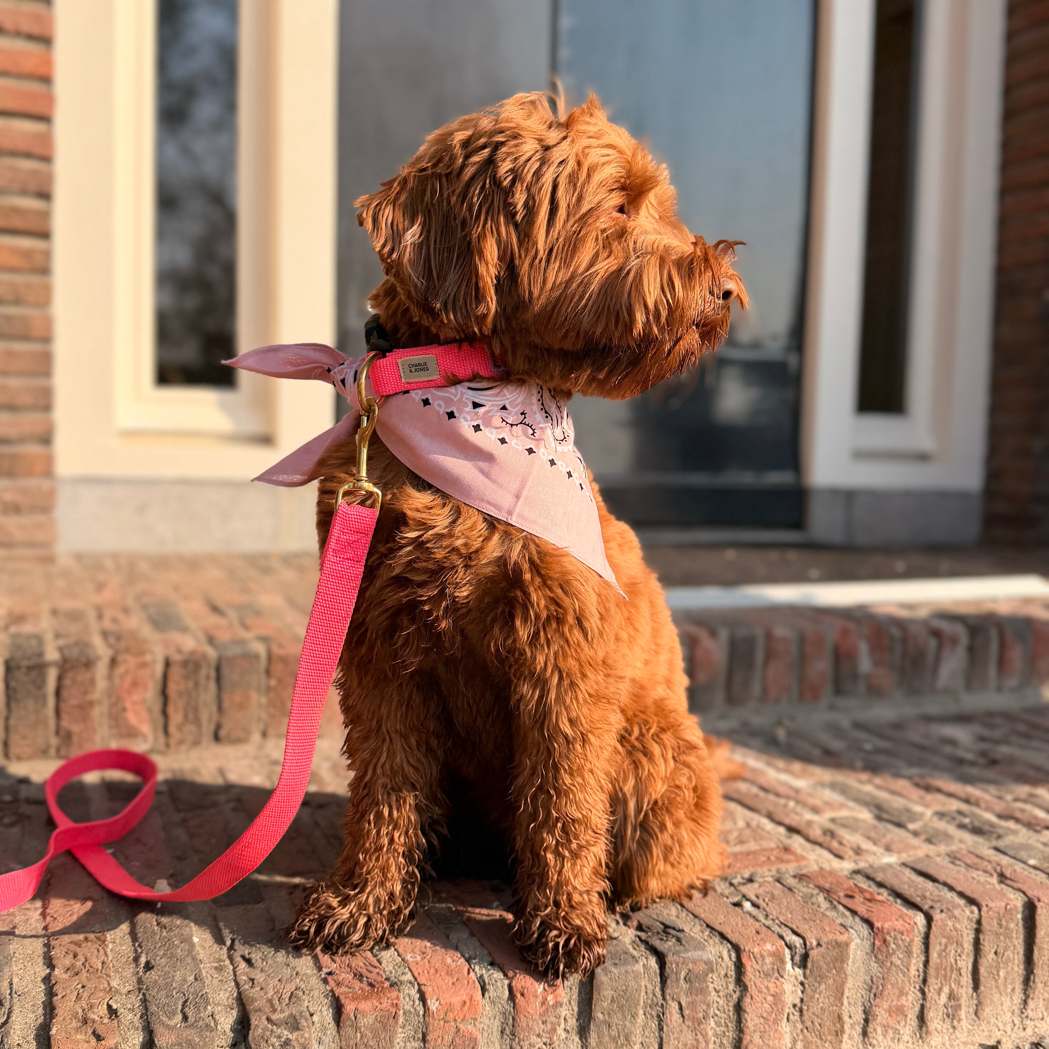 Honden bandana's