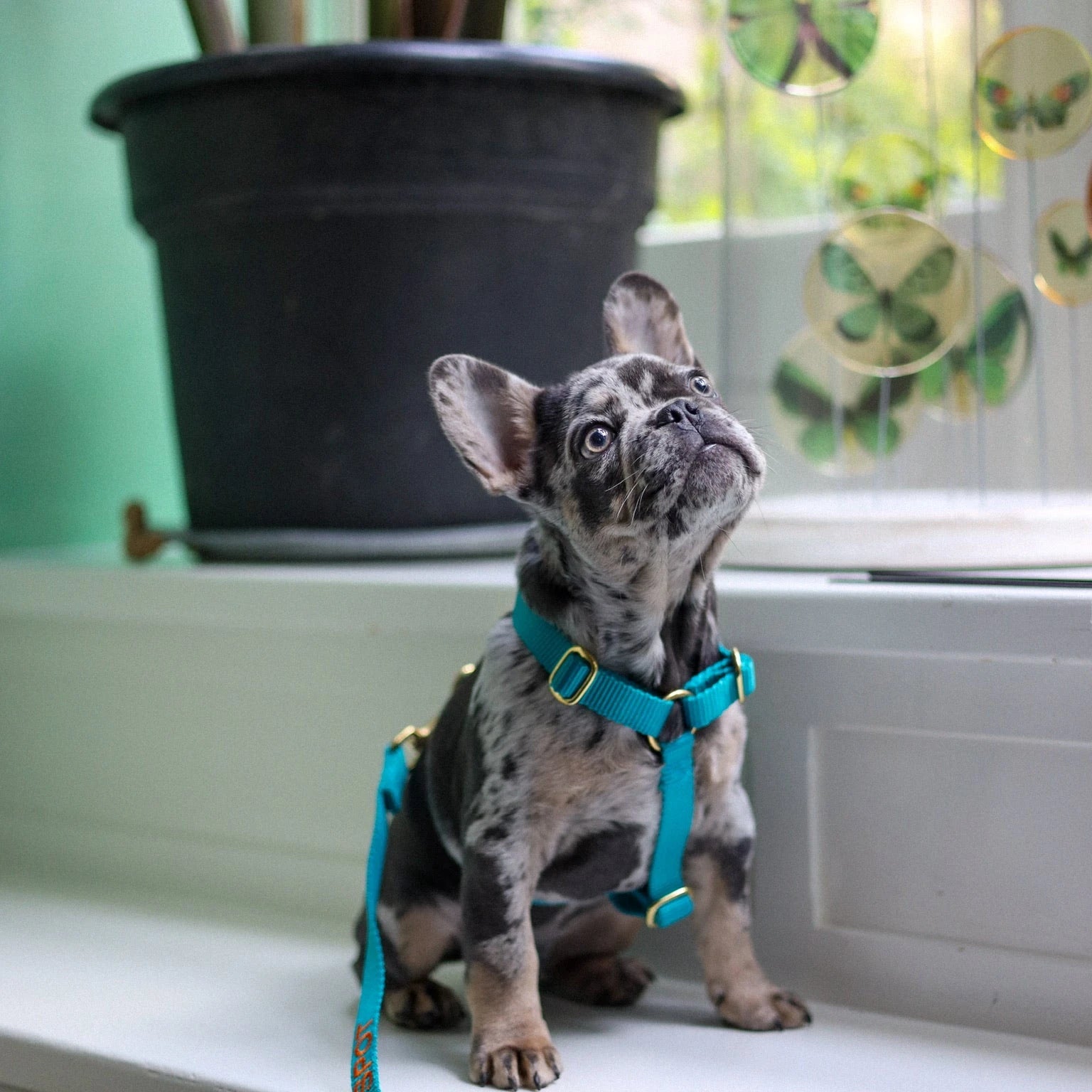 Charlie & Jones honden tuigjes – comfortabel, veilig én stijlvol