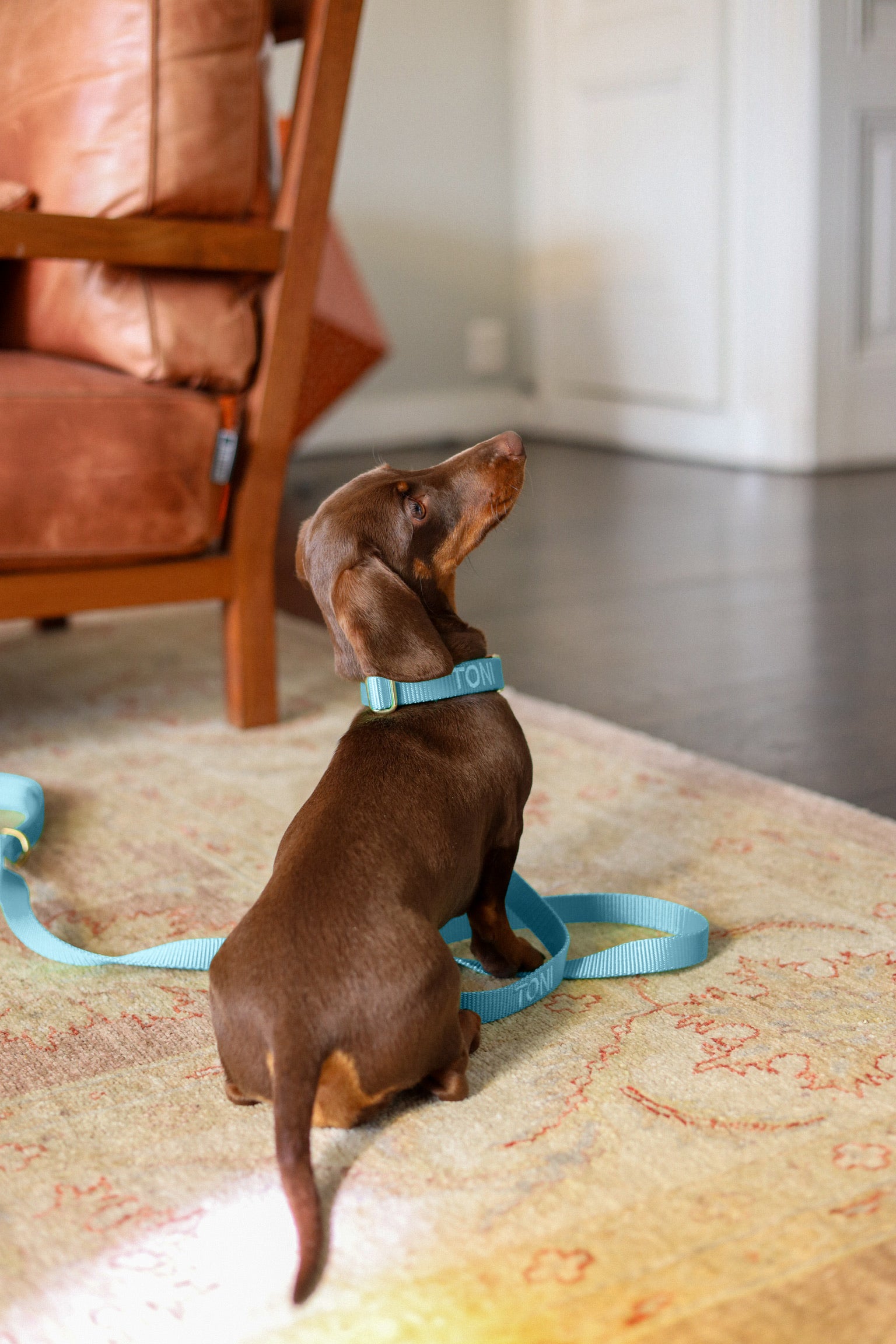 Halsband met naam Light Blue